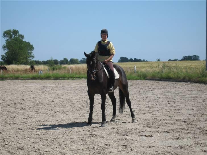 Holstener Cavallier billede 11