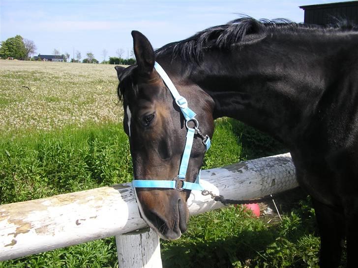 Holstener Cavallier billede 12