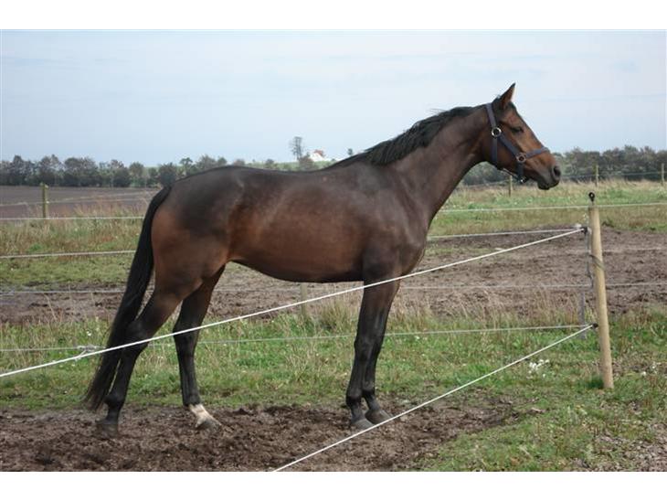 {{currentPhoto.altText}} billede {{currentPhoto.number}}