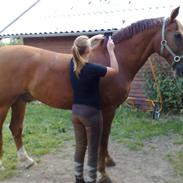 Frederiksborg Comet Hulsøgård