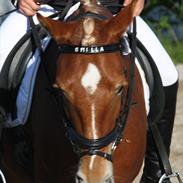 Anden særlig race Smilla