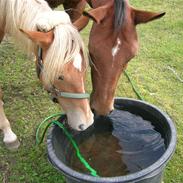 Anden særlig race Smilla