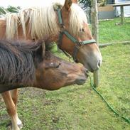 Anden særlig race Smilla