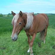 Anden særlig race Smilla