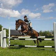 New Forest Don domino *R.I.P*