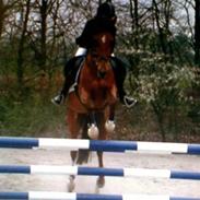 New Forest Don domino *R.I.P*