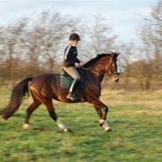 Anden særlig race CANDIS