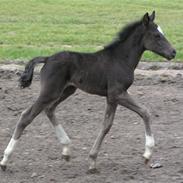 New Forest Flintdales Raider