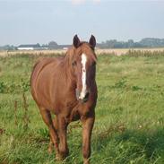 Arabisk fuldblod (OX) Maruki