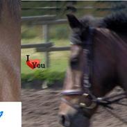 Hollandsk Sportspony Lukas | Superponyen