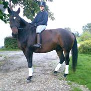 Dansk Varmblod marco bell