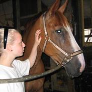 Dansk Varmblod Valdemar *DØD*