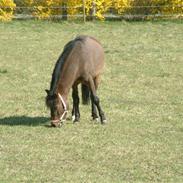 Welsh Pony (sec B) Starlight<3(tidl part)<3