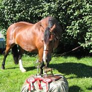 Welsh Cob (sec D) Becky Brown