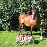 Welsh Cob (sec D) Becky Brown