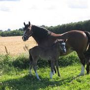 Welsh Cob (sec D) Becky Brown