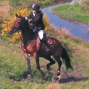 Dansk Varmblod Unicorn's Samary