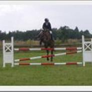 Dansk Varmblod Unicorn's Samary