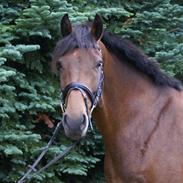 Dansk Varmblod Unicorn's Samary