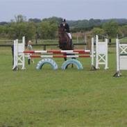 Dansk Varmblod Unicorn's Samary