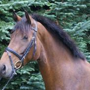 Dansk Varmblod Unicorn's Samary