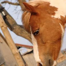 Pinto l »Lucky Punch«