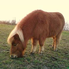 Shetlænder Stella