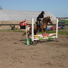 Welsh Cob (sec D) Lesto Vivi 