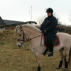 Fjordhest Risdalls Emil**Solgt**