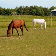 Arabisk fuldblod (OX) - Rocky Mountain 