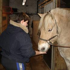 Fjordhest Attilla