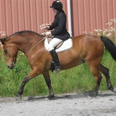 Anden særlig race Bandit Babe - mit liv