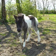 Miniature Maja Pilegaard