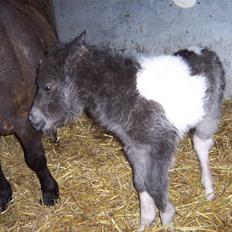 Miniature Maja Pilegaard