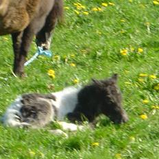 Miniature Maja Pilegaard