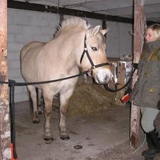 Fjordhest Liv  -   RIP :´(