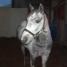 Anden særlig race Topper(Gammel pasning)