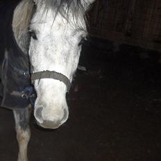 Anden særlig race Topper(Gammel pasning)