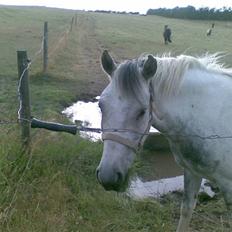 Anden særlig race Topper(Gammel pasning)