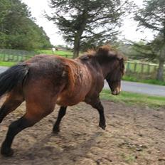 Islænder Tjalfe(ikk Min)R. I. P