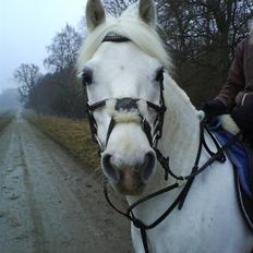 Connemara Banks Captain