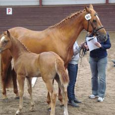 Anden særlig race Freja<33