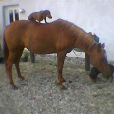 Arabisk fuldblod (OX) Apdaja Asil