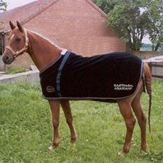 Arabisk fuldblod (OX) Apdaja Asil