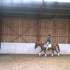 Arabisk fuldblod (OX) Apdaja Asil