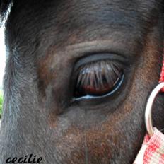 Shetlænder tøzen ( solgt) :I