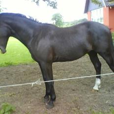 Oldenborg Limbo *SOLGT*