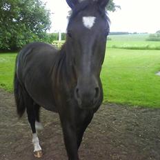 Oldenborg Limbo *SOLGT*