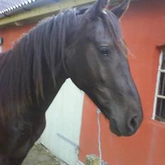 Oldenborg Limbo *SOLGT*