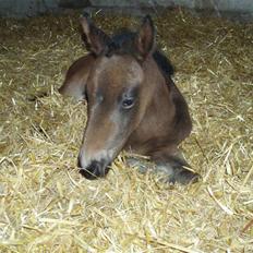 Anden særlig race Trisha